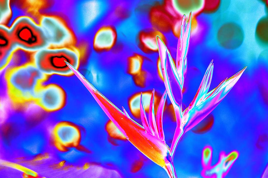 Psychedelic Bird of Paradise with Bokeh Photograph by Richard Henne
