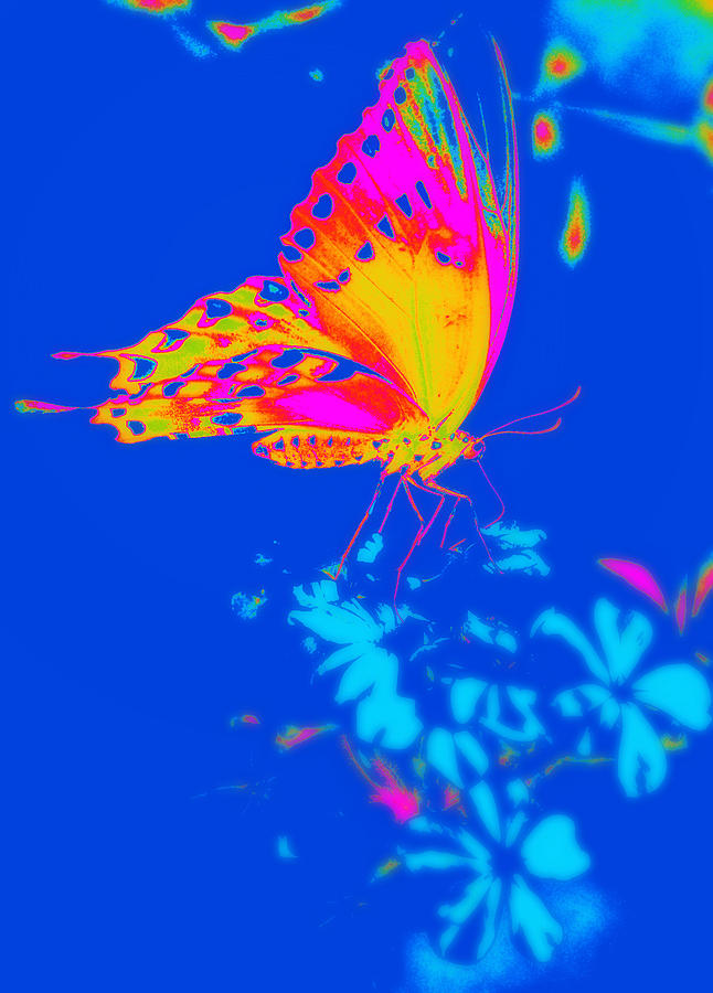 Psychedelic Butterfly Photograph by Rose  Hill