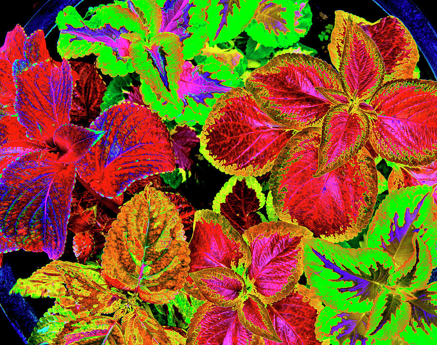 Psychedelic Coleus - 38 Photograph by Paul W Faust - Impressions of Light