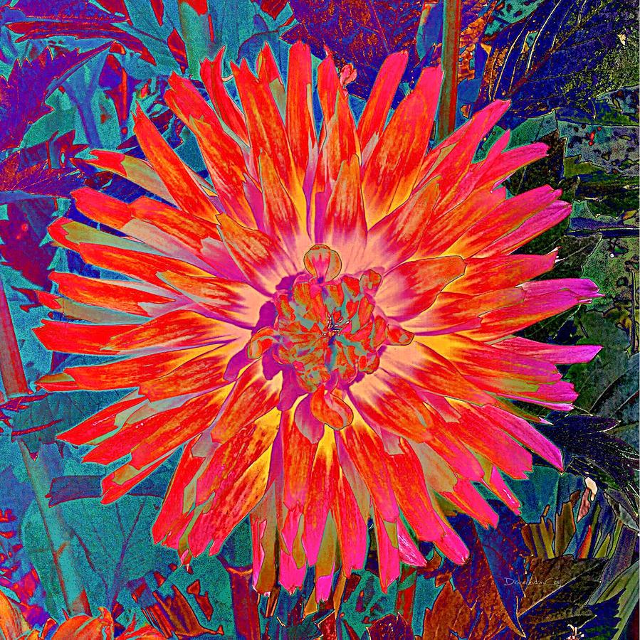 Psychedelic Dahlia Photograph by Diane Lindon Coy