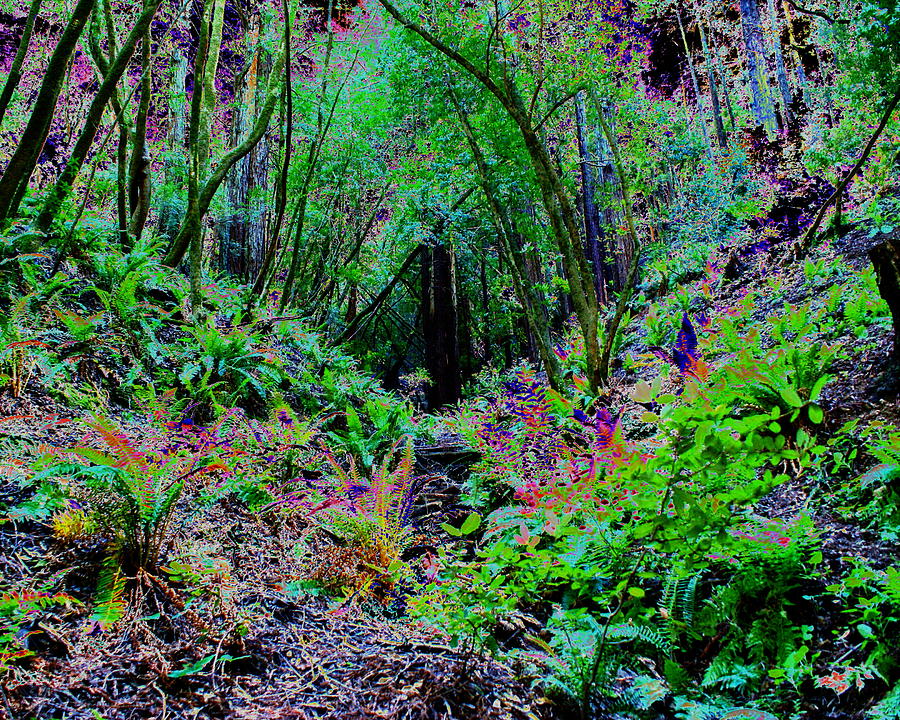 Psychedelic Fern Gully On Mt Tamalpais Photograph By Ben Upham III Pixels