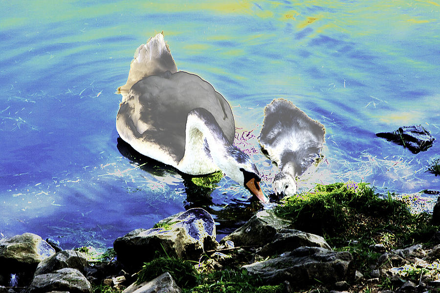 Swan Photograph - Psychedelic mute swan and cygnet feeding by Peter Lloyd