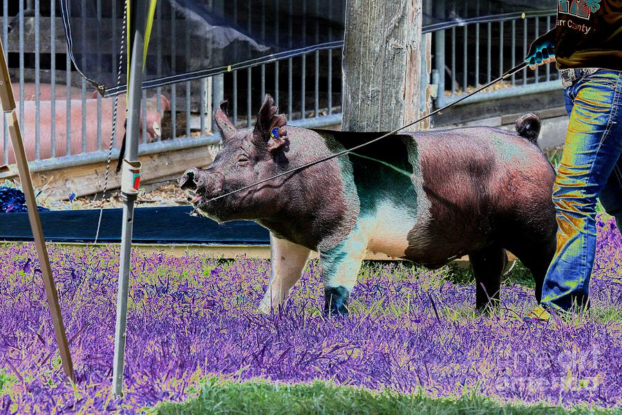 Psychedelic Pig Photograph by Rick Rauzi
