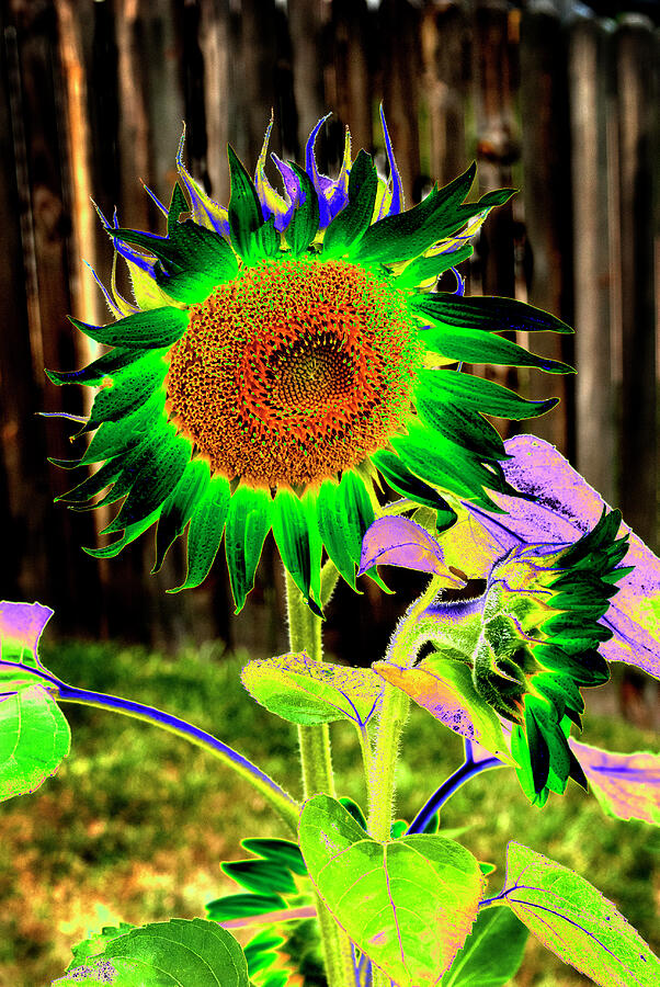 Psychedelic SunFlower Photograph by Paul W Faust - Impressions of Light