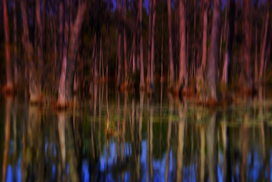 Psychedelic Swamp Trees Photograph by Susanne Van Hulst