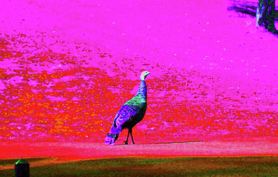 Psychedelic Turkey Photograph by Stacie Siemsen