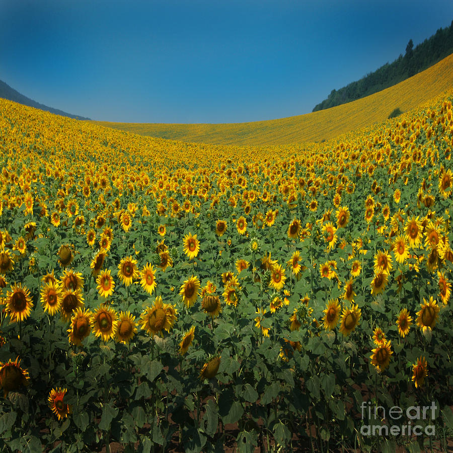 Psychodelic Sunflowers Photograph by Ang El