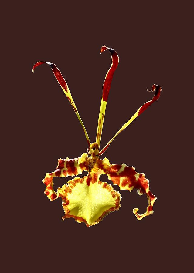 Psychopsis Mendenhall Hildos Orchid Photograph by Susan Savad