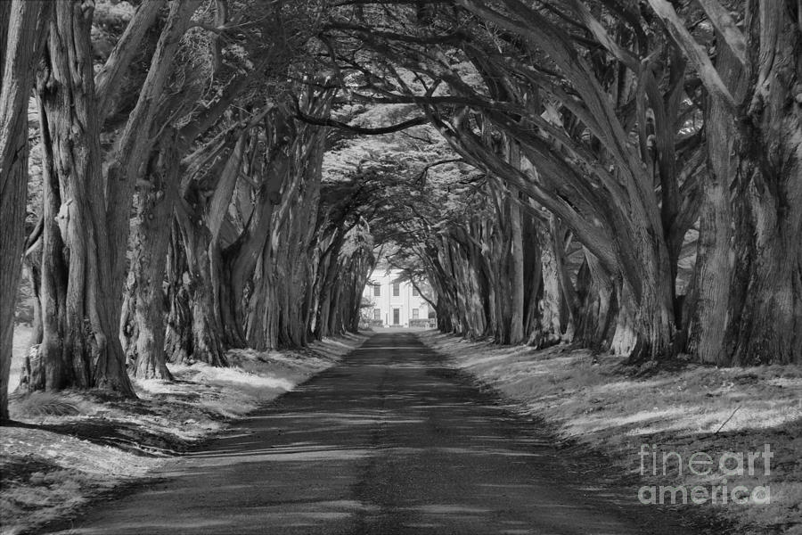 Pt Reyes Cypress Tunnel Black And White Photograph by Adam Jewell