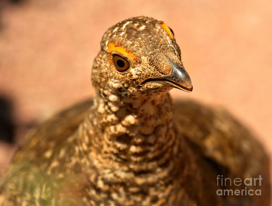 Ptarmigan Bird Closeup Photograph by Adam Jewell