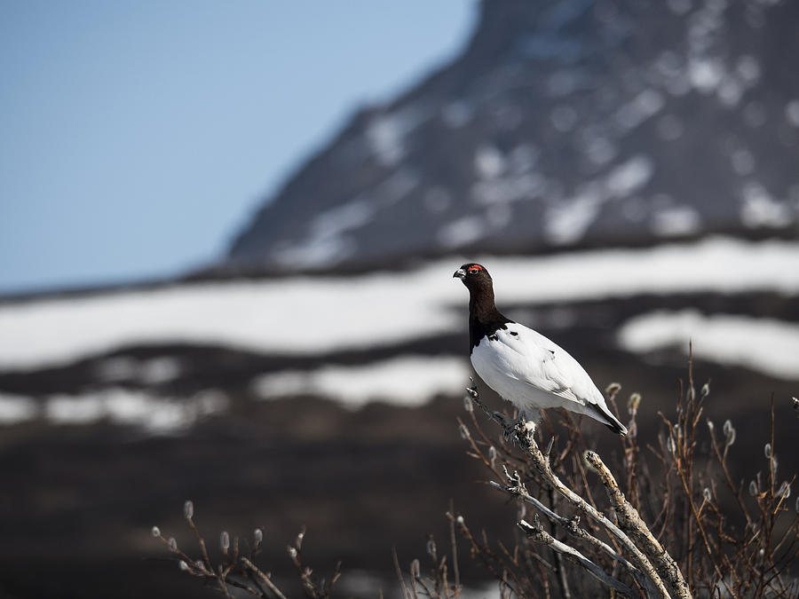 Ptarmigan in Front of the Mountains Photograph by Ian Johnson