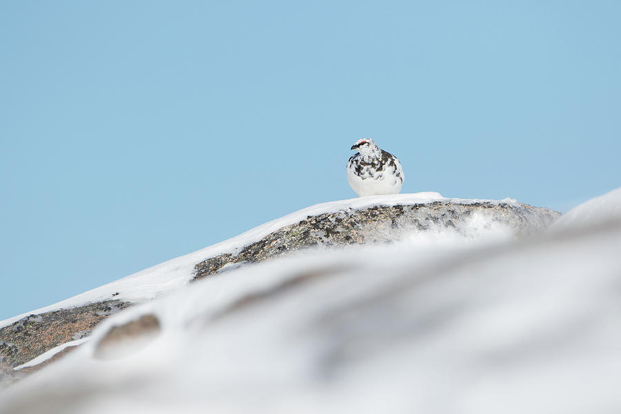 Ptarmigan On Lookout Photograph by Pete Walkden