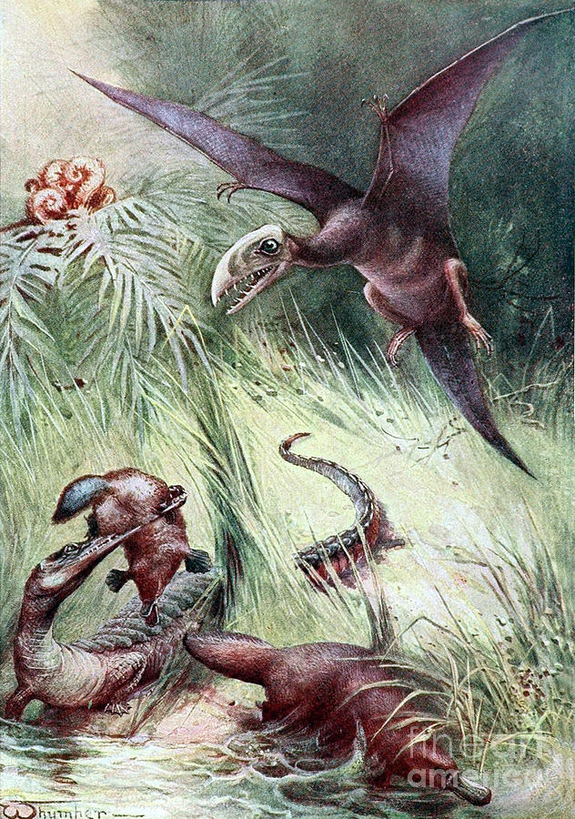 Pterodactyl And Teleosaurus Eating Photograph by Biodiversity Heritage Library