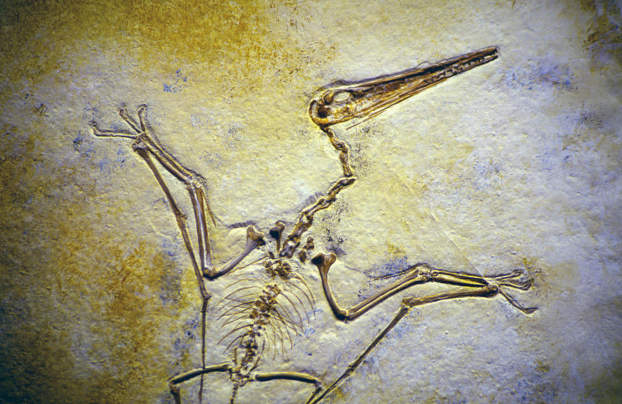 Prehistoric Photograph - Pterodactyl Fossil by Buddy Mays