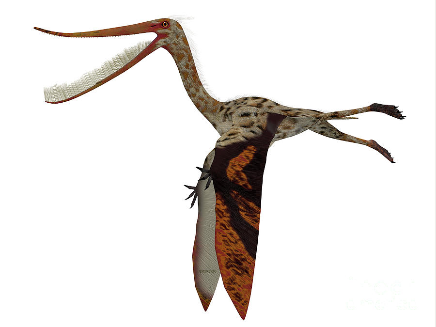 Pterodaustro Reptile Side Profile Digital Art by Corey Ford