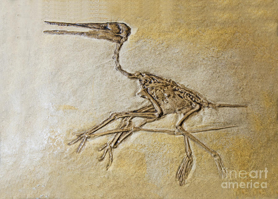 Pterosaur Fossil Photograph by Millard H. Sharp