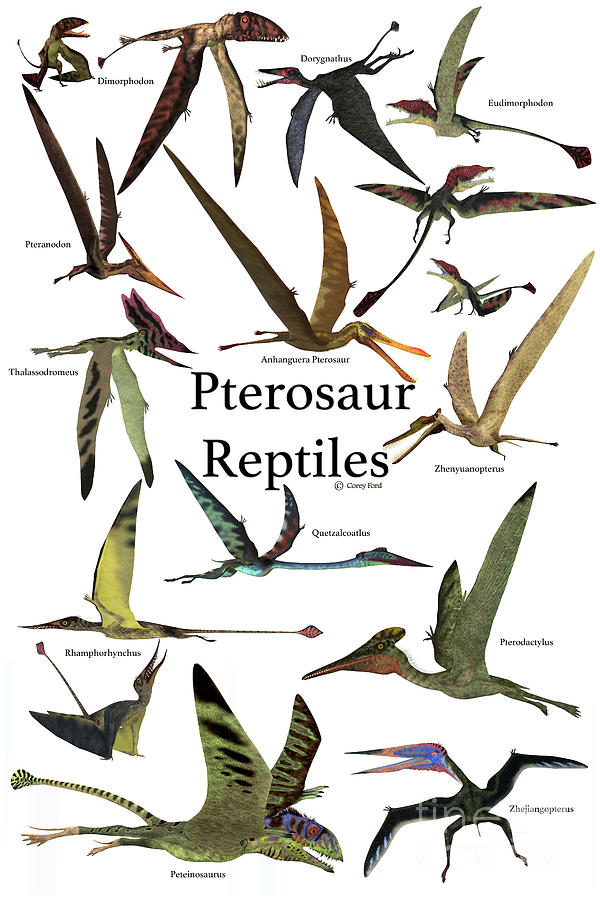 Pterosaur Reptiles Digital Art by Corey Ford