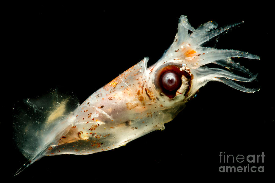Pterygioteuthis Squid Photograph by Dant Fenolio