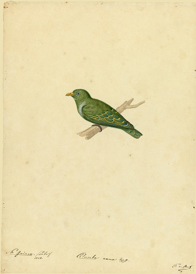 Ptilinopus nainus Drawing by Pieter van Oort