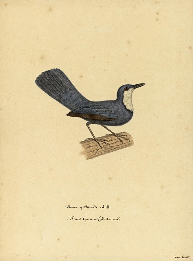Ptilorrhoa caerulescens Drawing by Pieter van Oort