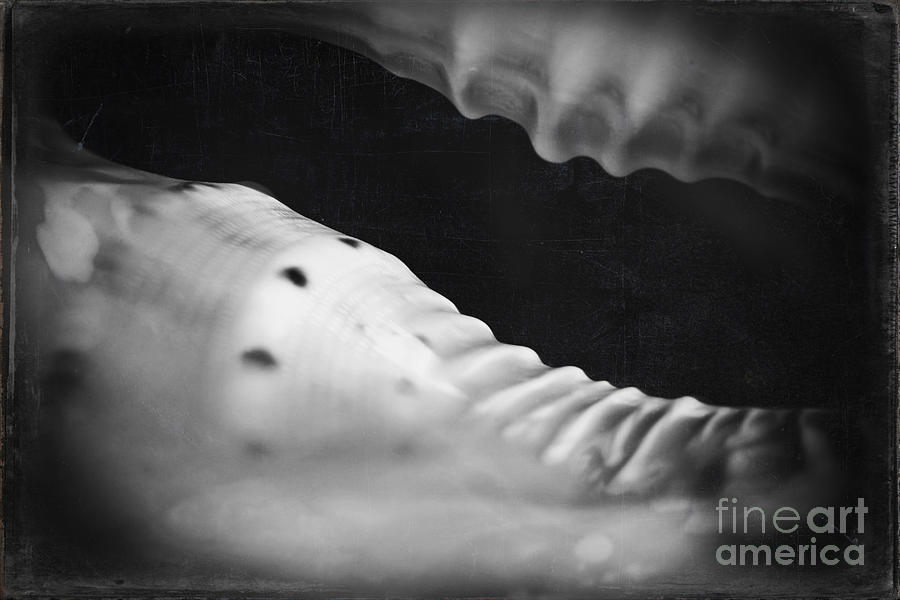 Black And White Photograph - Pu  conch giant triton seashell by Sharon Mau