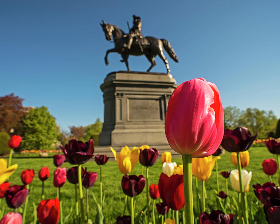 Public Garden Red Tulip Boston MA Photograph by Toby McGuire