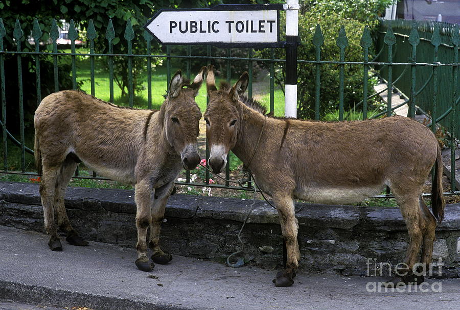 Donkey Photograph - Public Toilet by John Greim