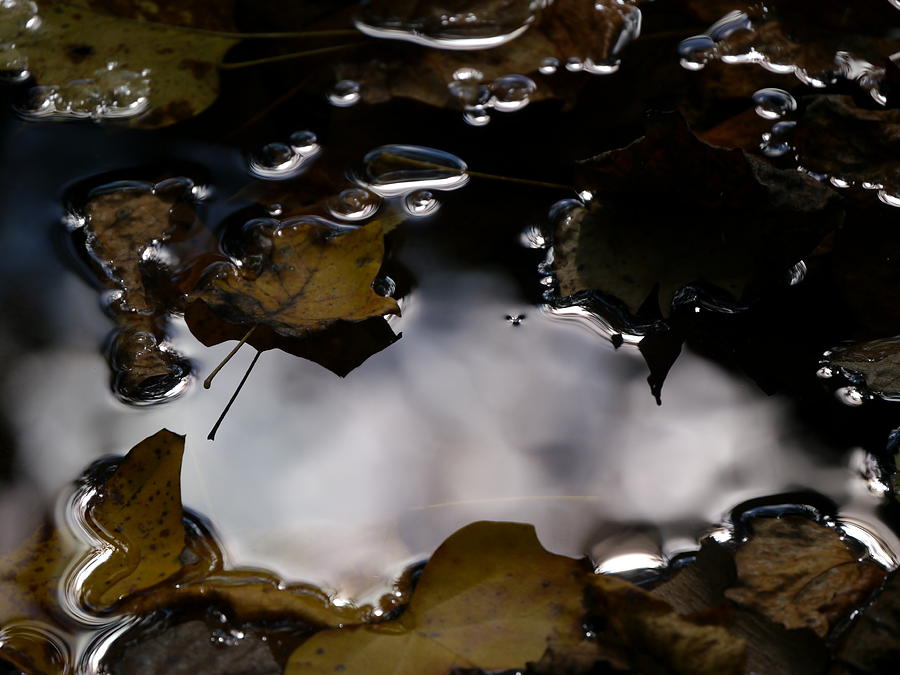 Puddle of Leaves Photograph by Jane Ford