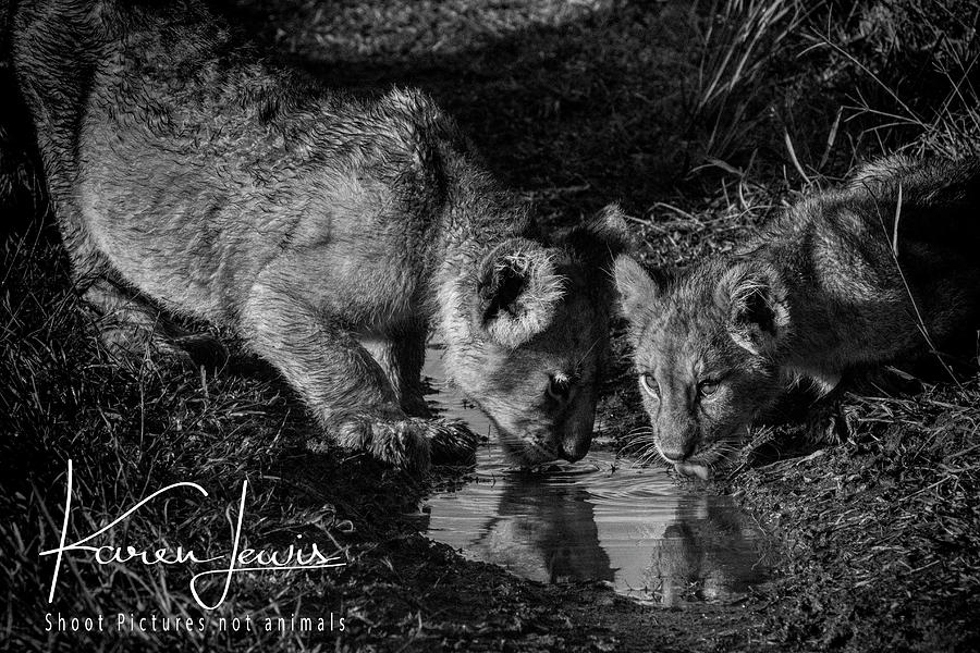 Puddle Time Photograph by Karen Lewis