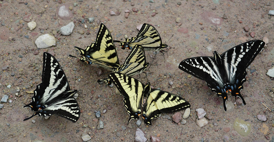 Puddling Swallowtails Photograph by Whispering Peaks Photography