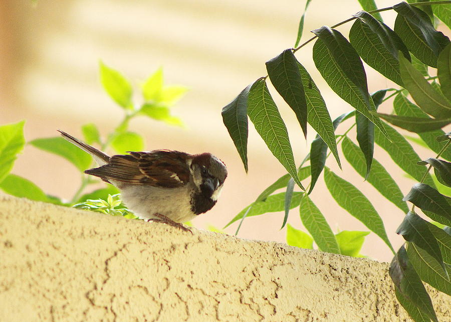 Pudgy Sparrow on Wall Photograph by Colleen Cornelius