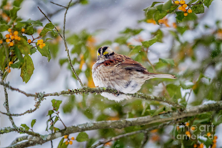 Pudgy White Throated Sparrow Photograph by Karen Jorstad