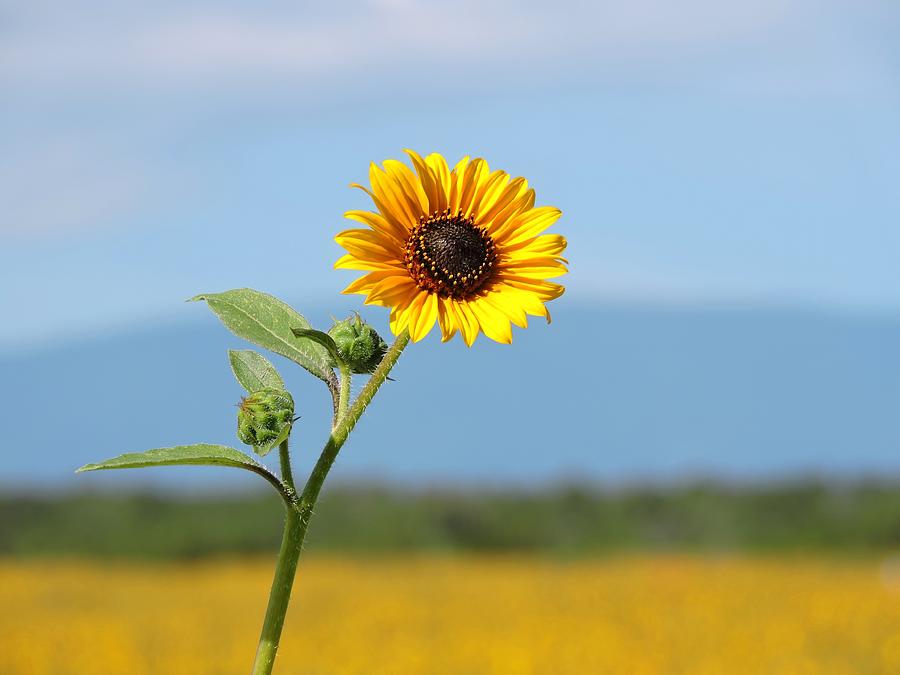 Pueblo Sunflower Photograph by Connor Beekman
