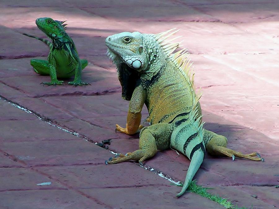 Puerto Rican Iguana Photograph by Eileen Brymer