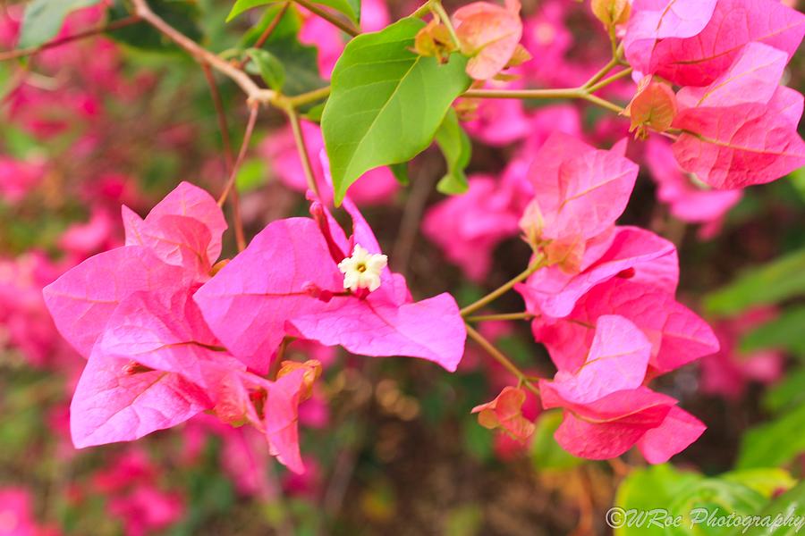 Puerto Rico Flower Photograph by Wendy Roe