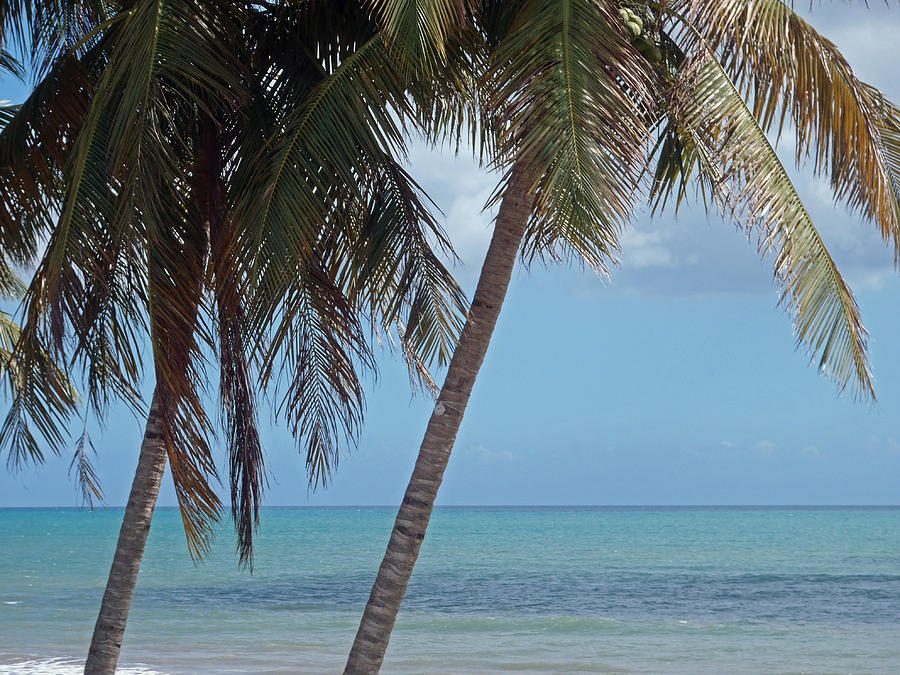 Puerto Rico Palm Trees 1 Photograph by June Goggins | Fine Art America