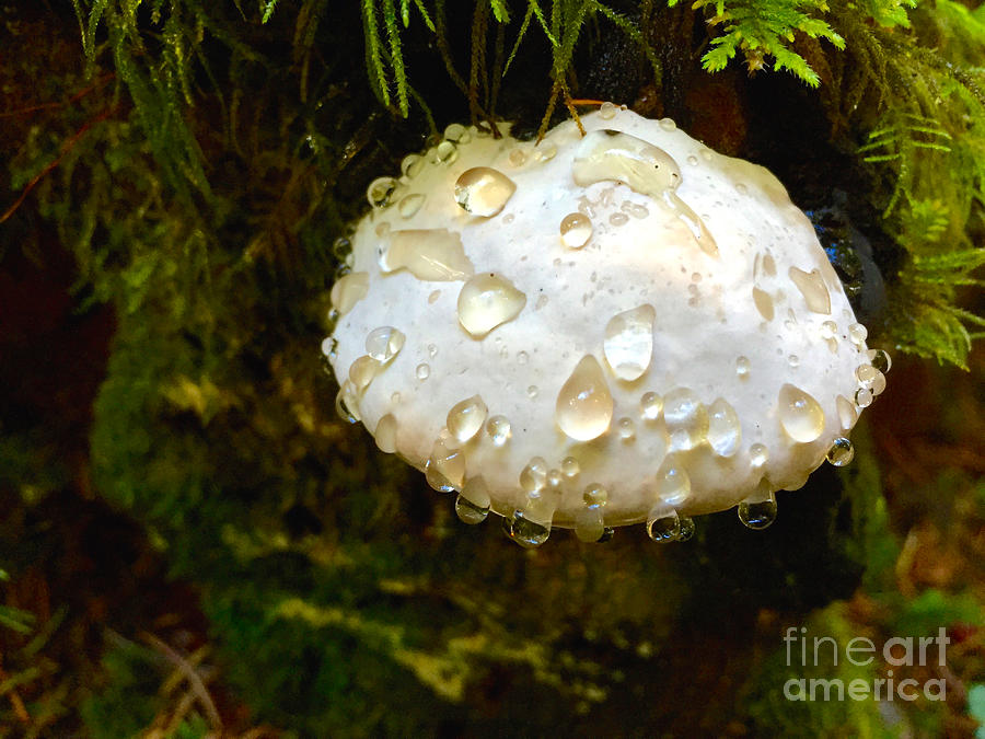Nature Photograph - Puff Ball by Sean Griffin
