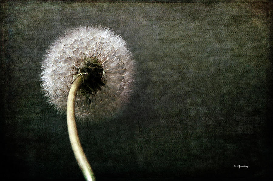 Flower Photograph - Puff Make a Wish by Randi Grace Nilsberg