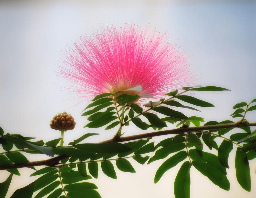 Puff of Pink - Mimosa Flower Photograph by MTBobbins Photography