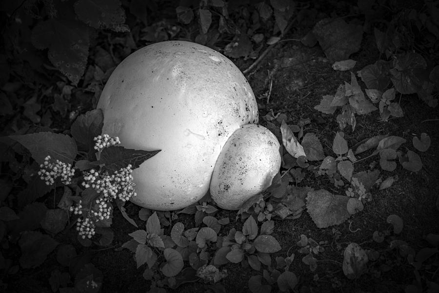 Puff The Magic Fungi Photograph by Ray Congrove