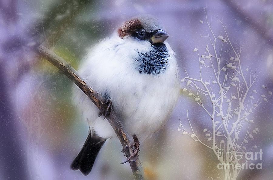 Sparrow Photograph - Puffball  by Elaine Manley