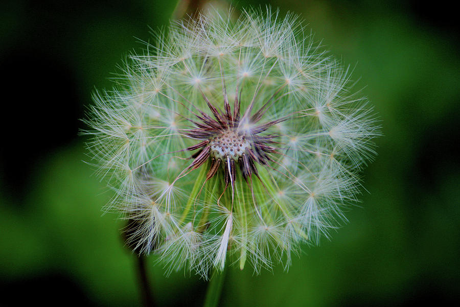 Garden Photograph - Puffball Majic by Cathy Harper