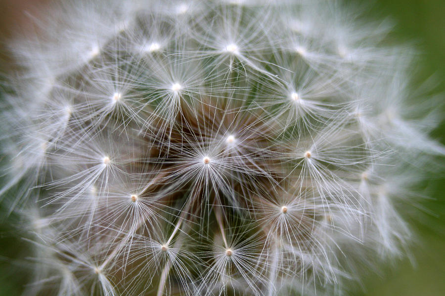 Puffball Photograph by Tammy Mellert - Fine Art America