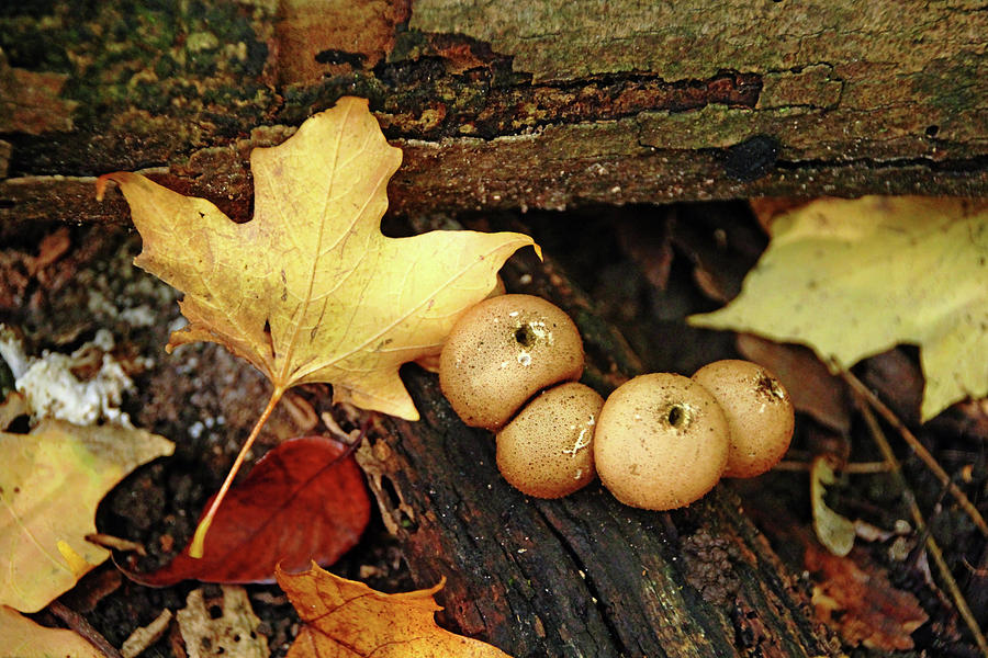 Puffballs In Autumn Photograph by Debbie Oppermann