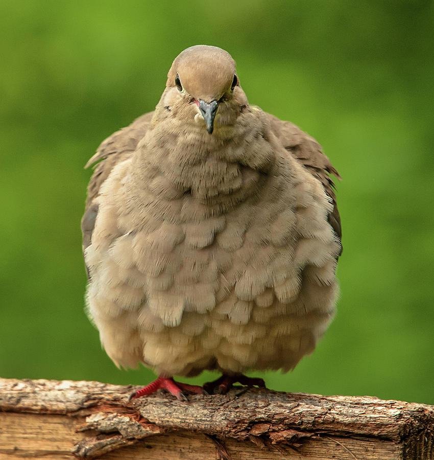 Puffed Dove Photograph by Jim Moore