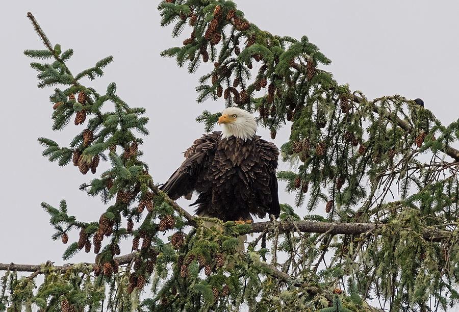 Puffed Up Eagle Photograph by Loree Johnson