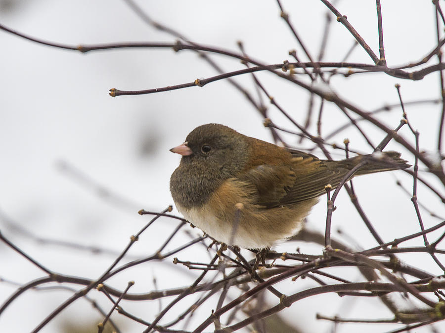 Puffed Up Junco Photograph by Jean Noren