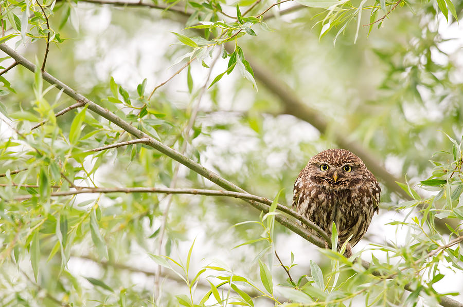Owl Photograph - Puffed up Little Owl in a Willow Tree by Roeselien Raimond