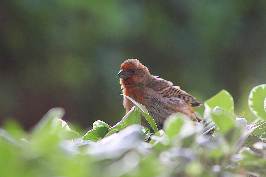 Puffed up Red House Finch Photograph by Colleen Cornelius