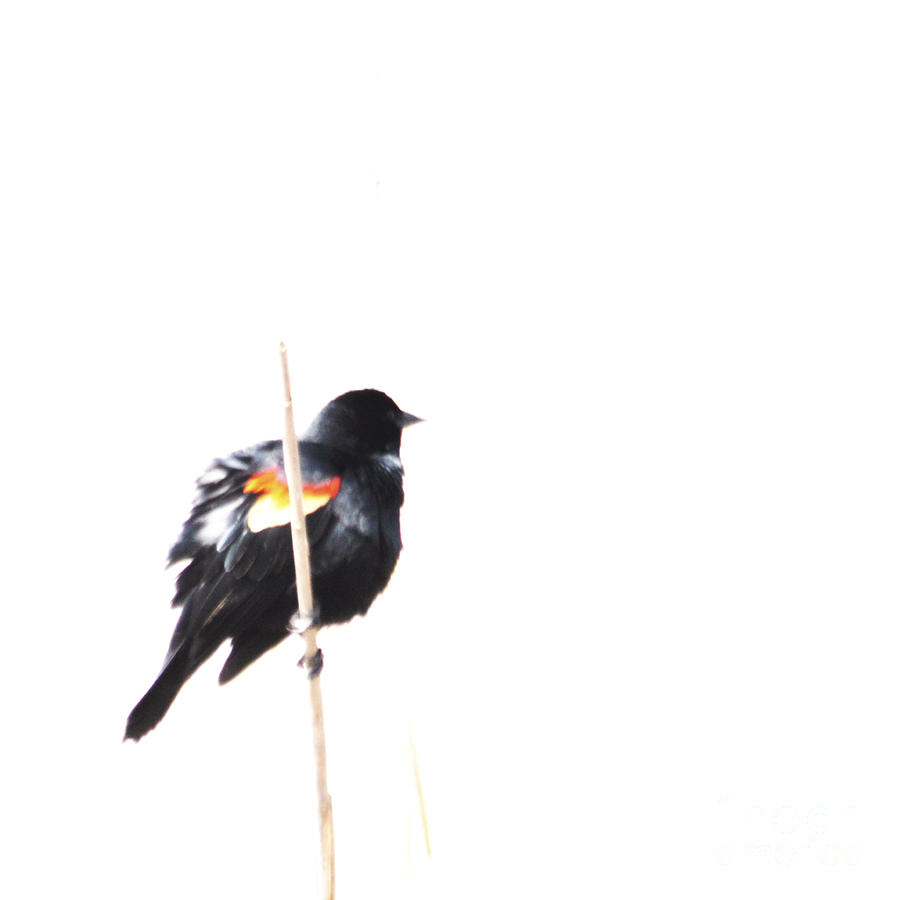 Puffed Up Red-Winged Blackbird Photograph by Ronald Grogan